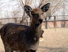 什么动物没有方向感呀